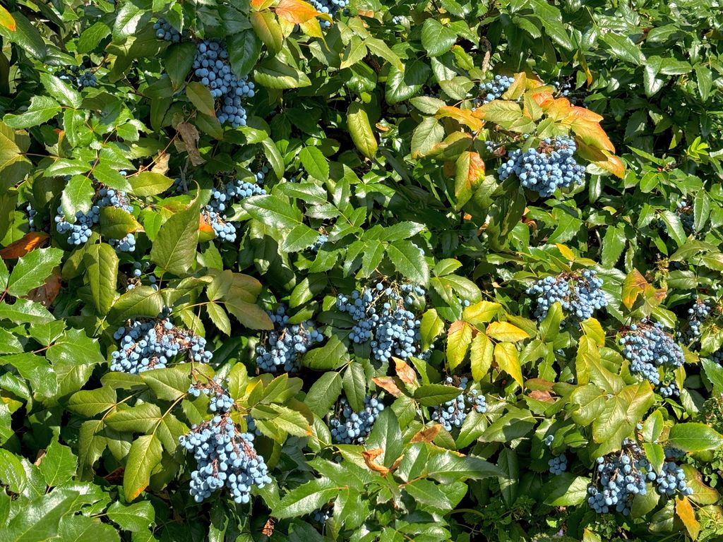 Berberis aquifolium