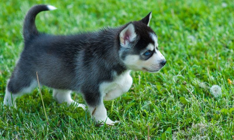 pomsky husky