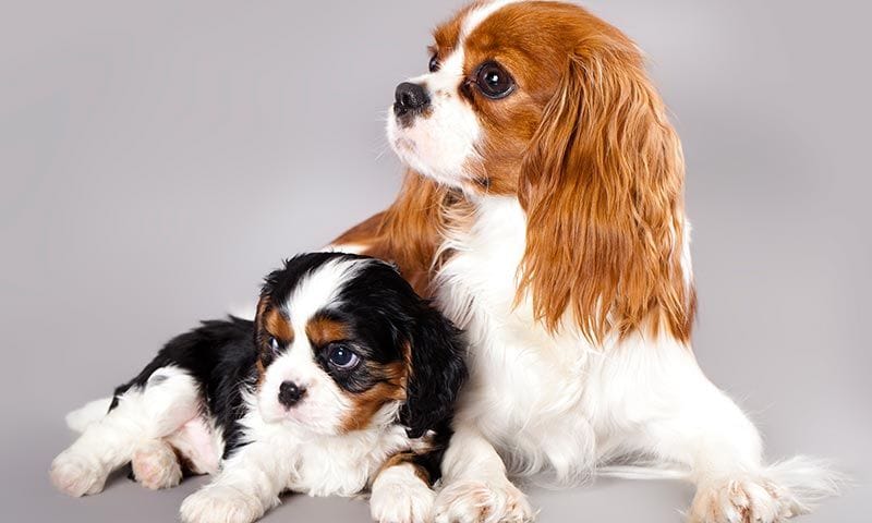 cavalier razas perro principiantes