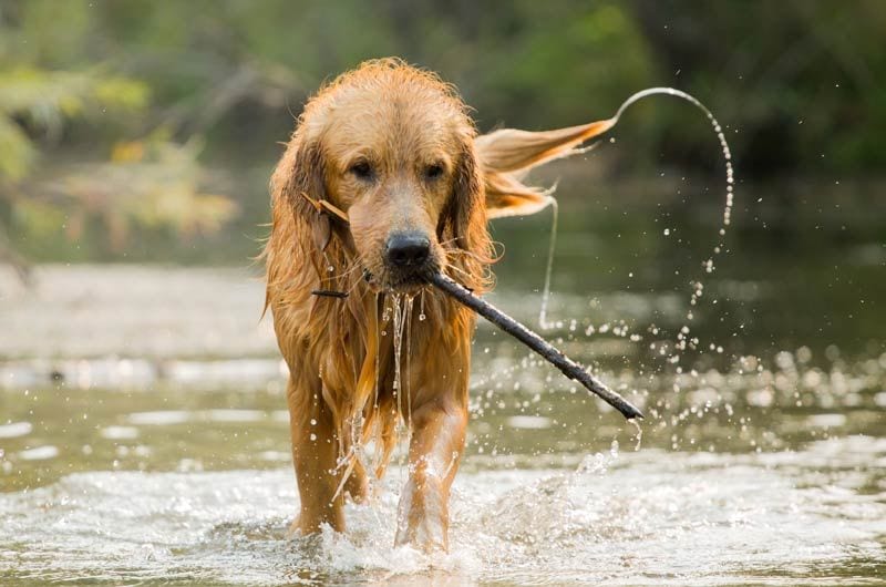 perro agua