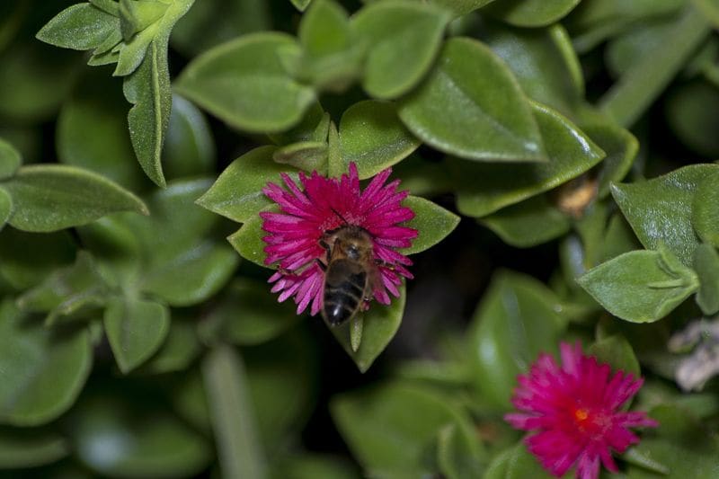 cultivar aptenia suculenta facil cuidado hola decoracion 08