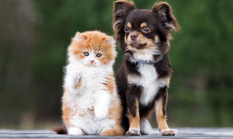 razas de perros que parecen gatos