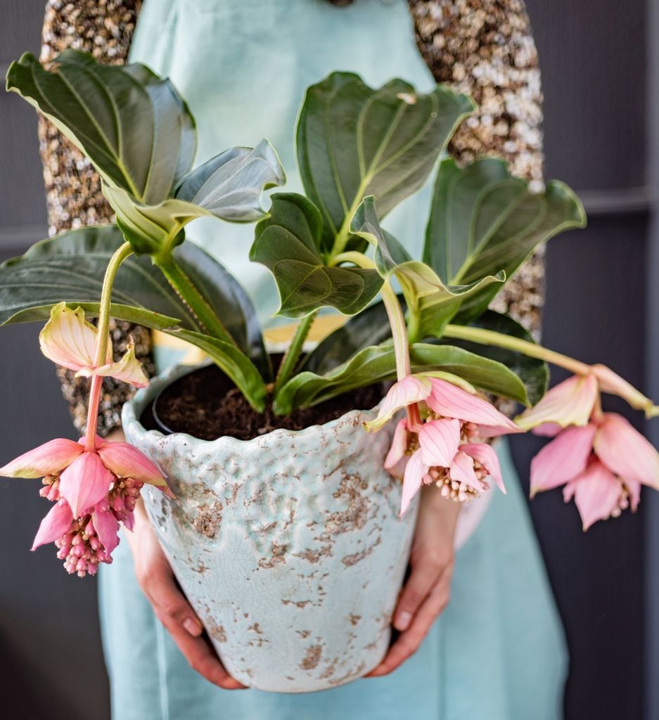 Medinilla magnifica en una maceta adecuada