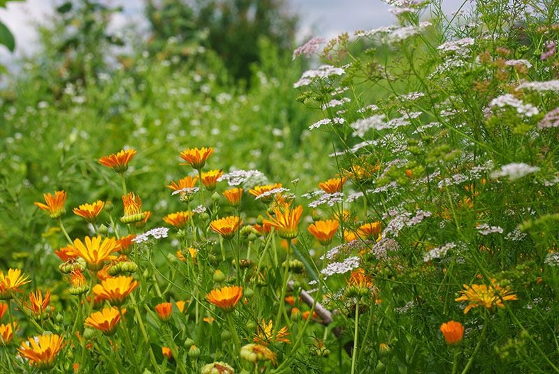 plantas de flor huerto 8