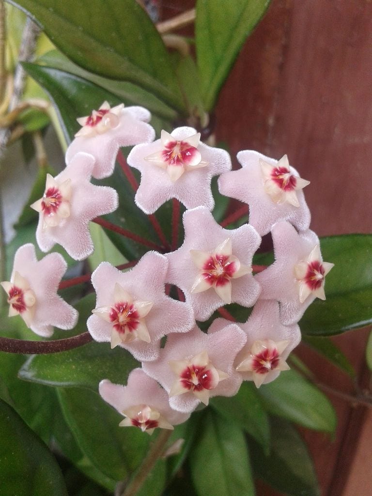 Flor en detalle de la flor de cera ('Hoya carnosa')