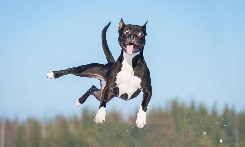 perro feliz