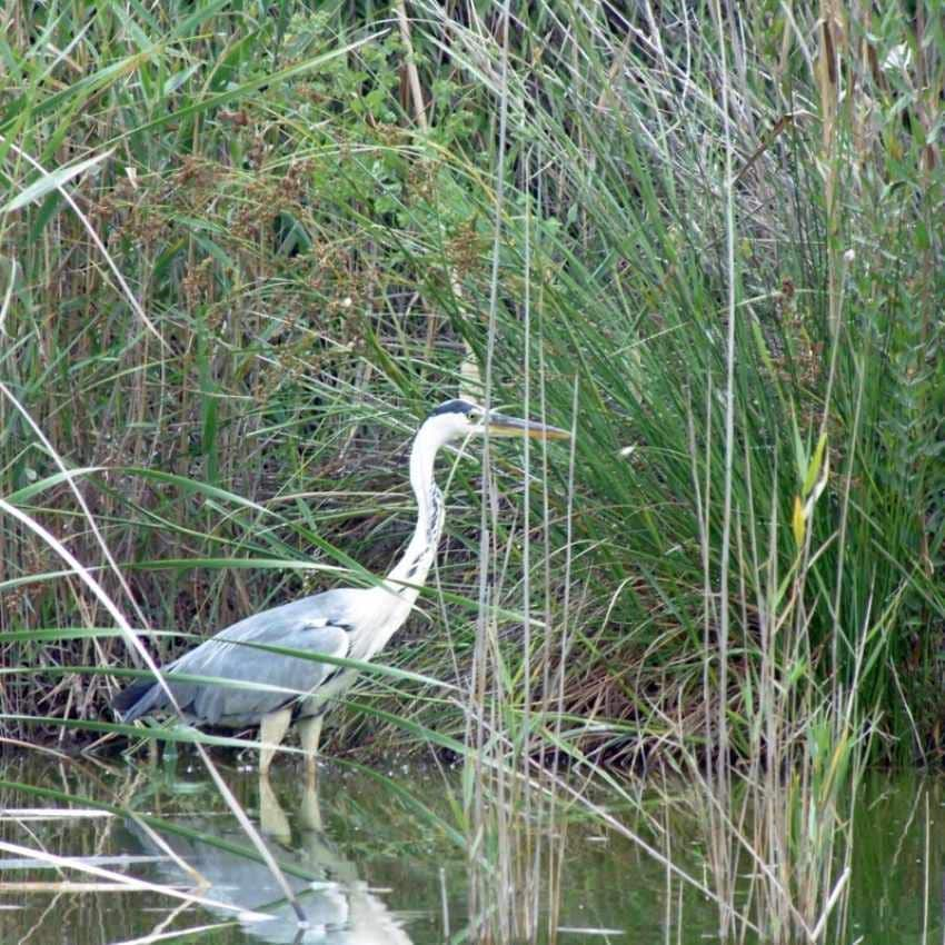 Más de 300 especies de aves pasan a lo largo del año por este espacio natural.