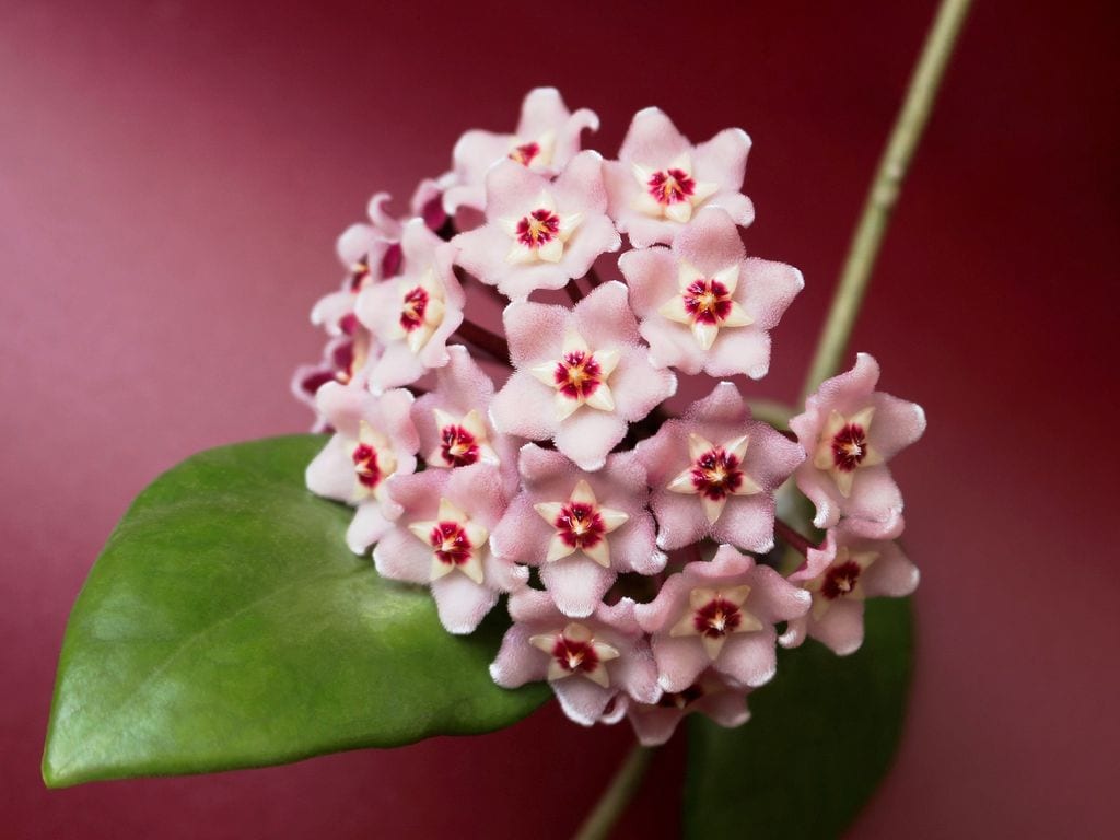 Preciosas flores agrupadas en la flor de cera