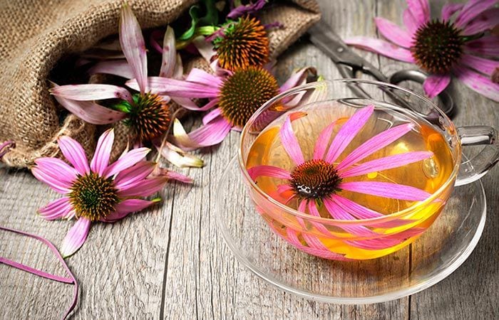 echinacea