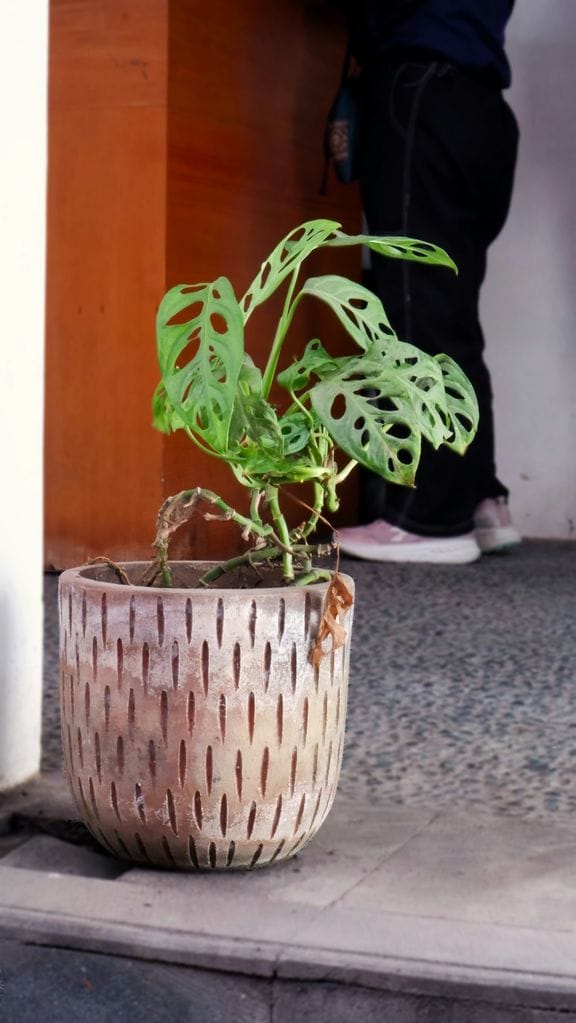 Monstera adansonii