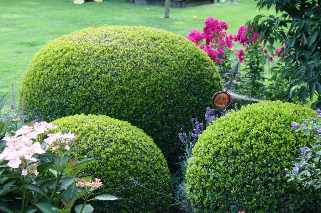 Boj (Buxus sempervirens)