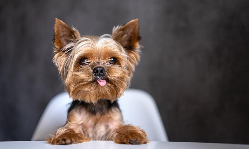 yorkshire terrier