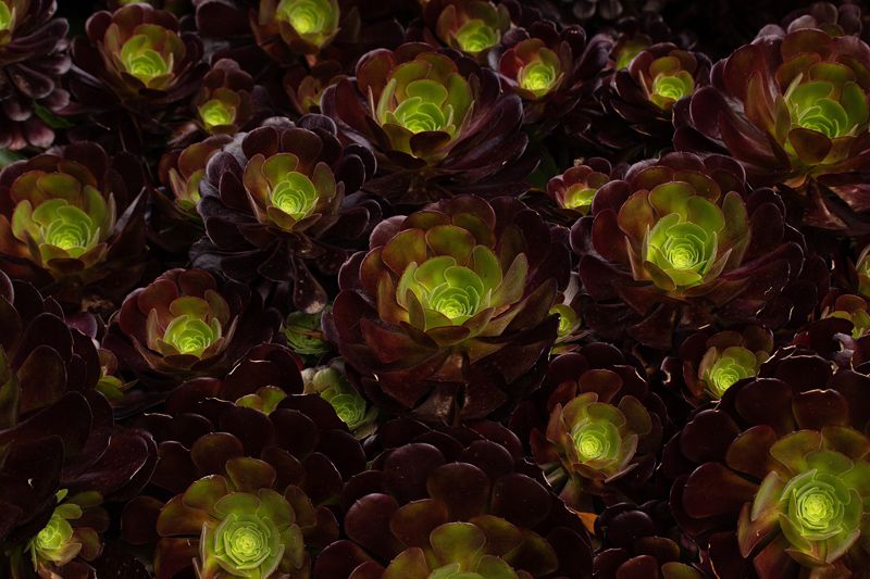 cuidados aeonios Aeonium hola decoracion 02