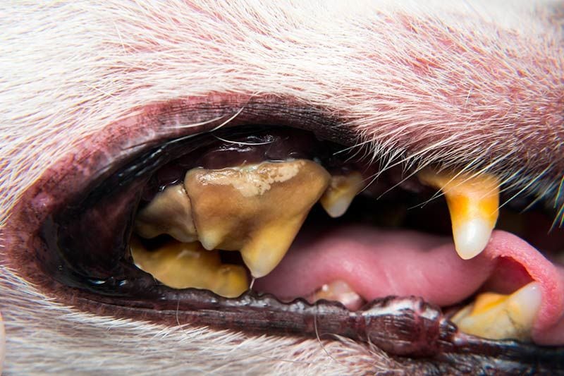 01 problemas dentales mascotas perros gatos