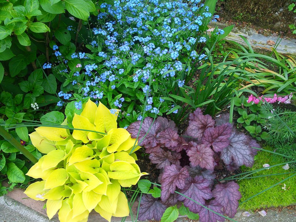 Plantas con hojas coloridas, como la heuchera