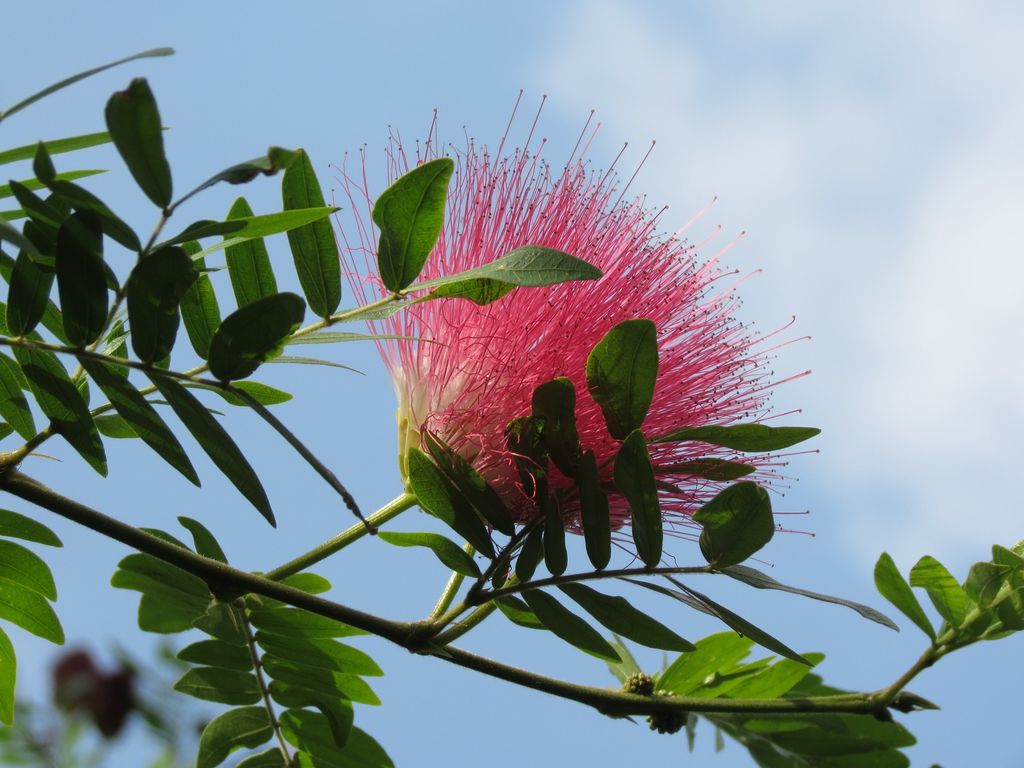 Albizia julibrissin o acacia de Constantinopla