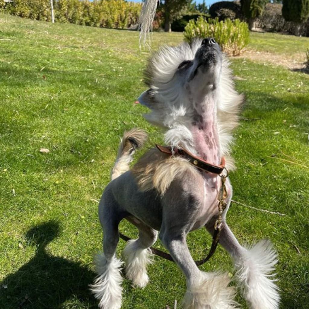 Toñi, la nueva mascota de Georgina y Cristiano