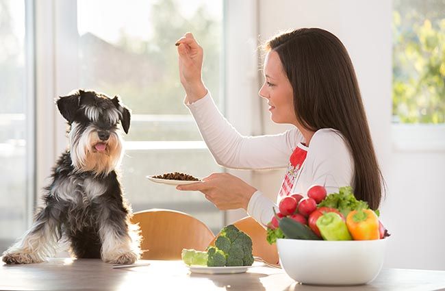 Soy vegana, ¿puede serlo mi perro?