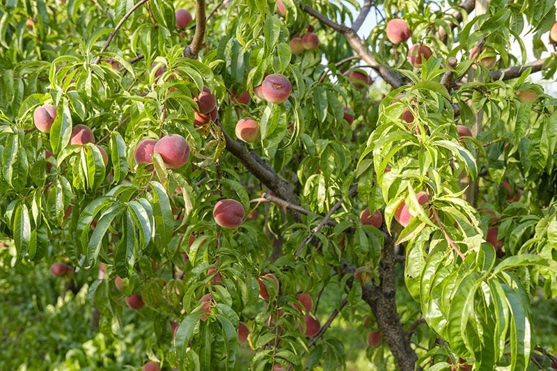 arboles frutales invierno 9