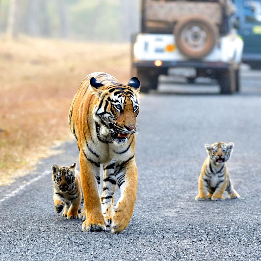 Mamá tigre y chachorros HOLA4109