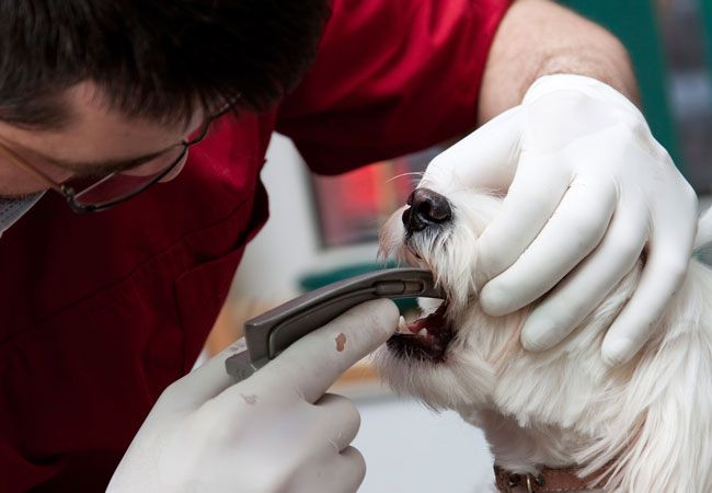 veterinario tratando parásitos