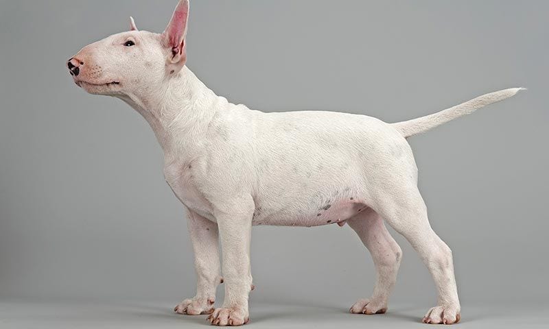 razas de perros para ninos bullterrier 2