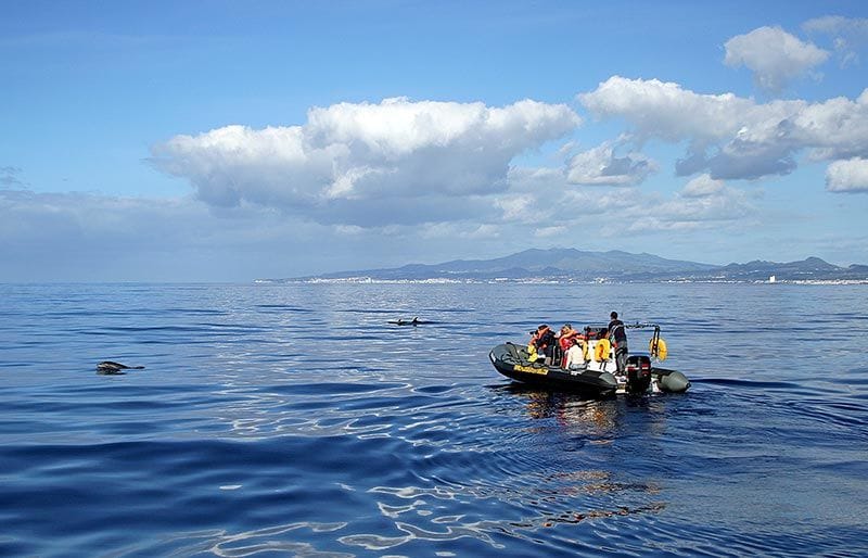 Azores-avistamientos