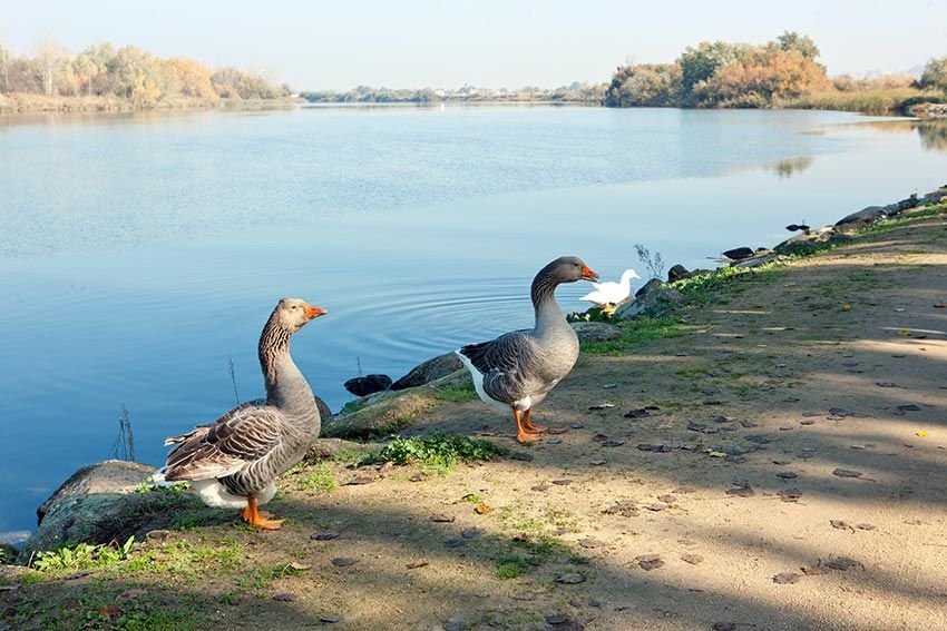 Patos en el río Tajo