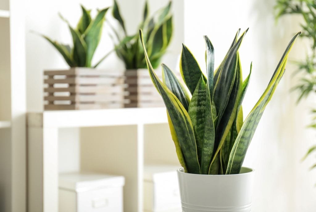 Planta decorativa de sansevieria o lengua de suegra en el interior de la habitación.