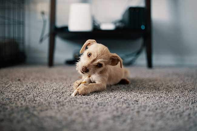 Los perros y los gatos comparten muchas fobias