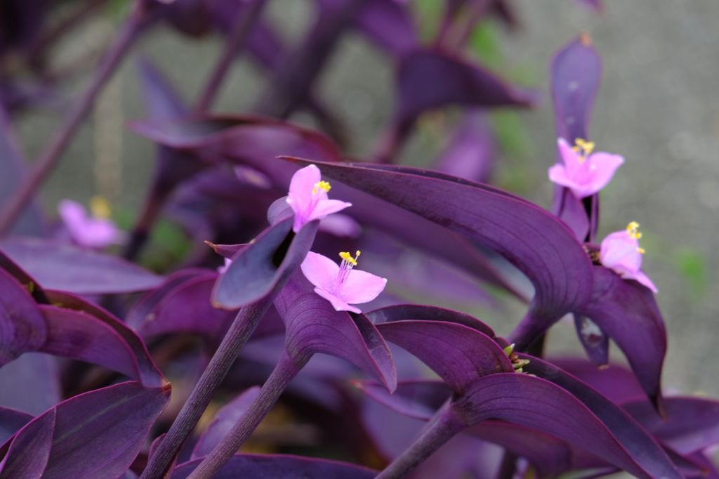 Tradescantia pallida