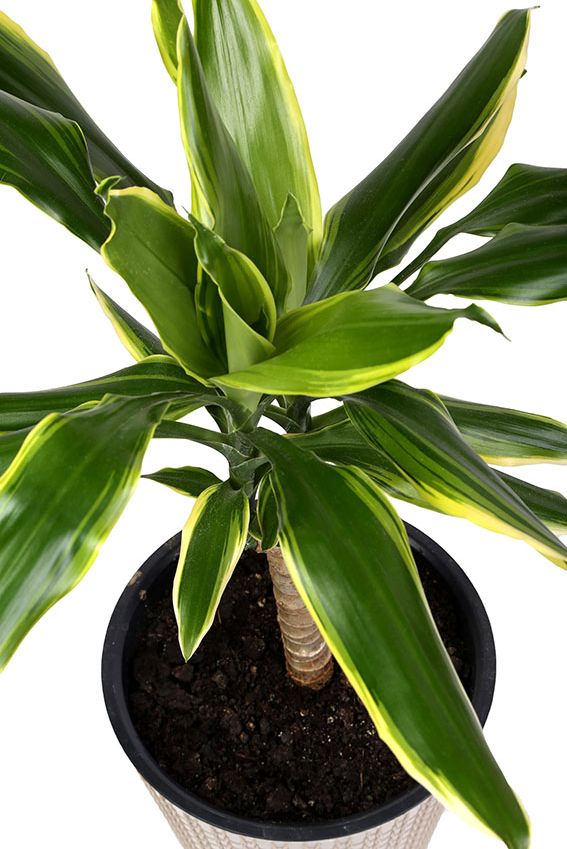 cultivar dracena 1