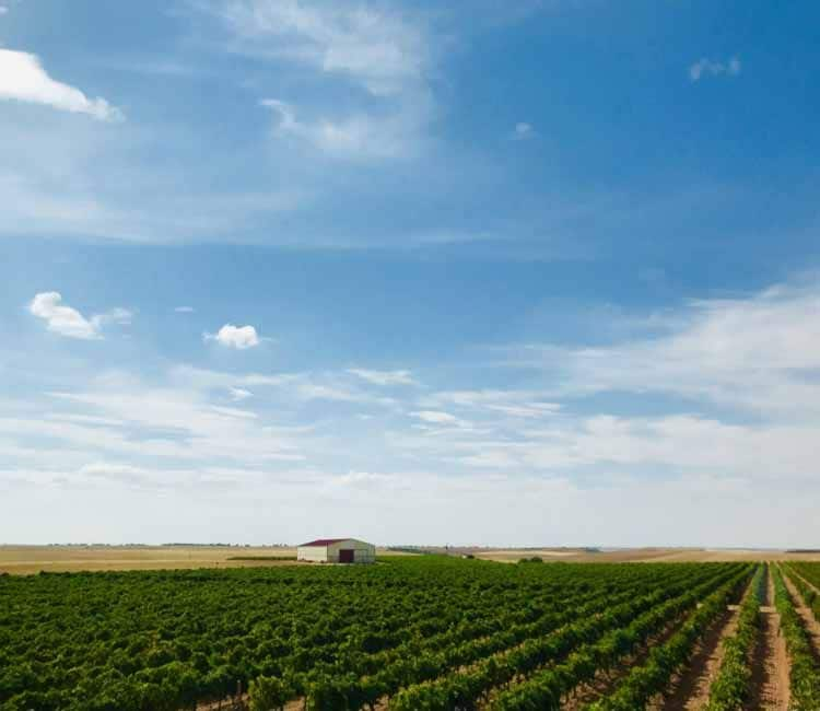 Viñedo en Rueda