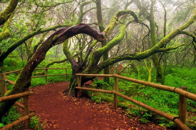 Gomera garajonay otono