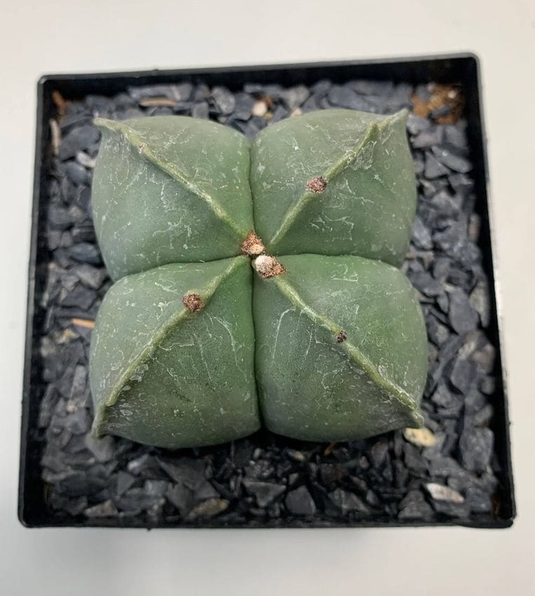 birrete obispo cactus Astrophytum  myriostigma hola decoracion 03