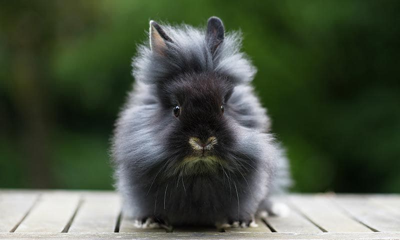 lionhead