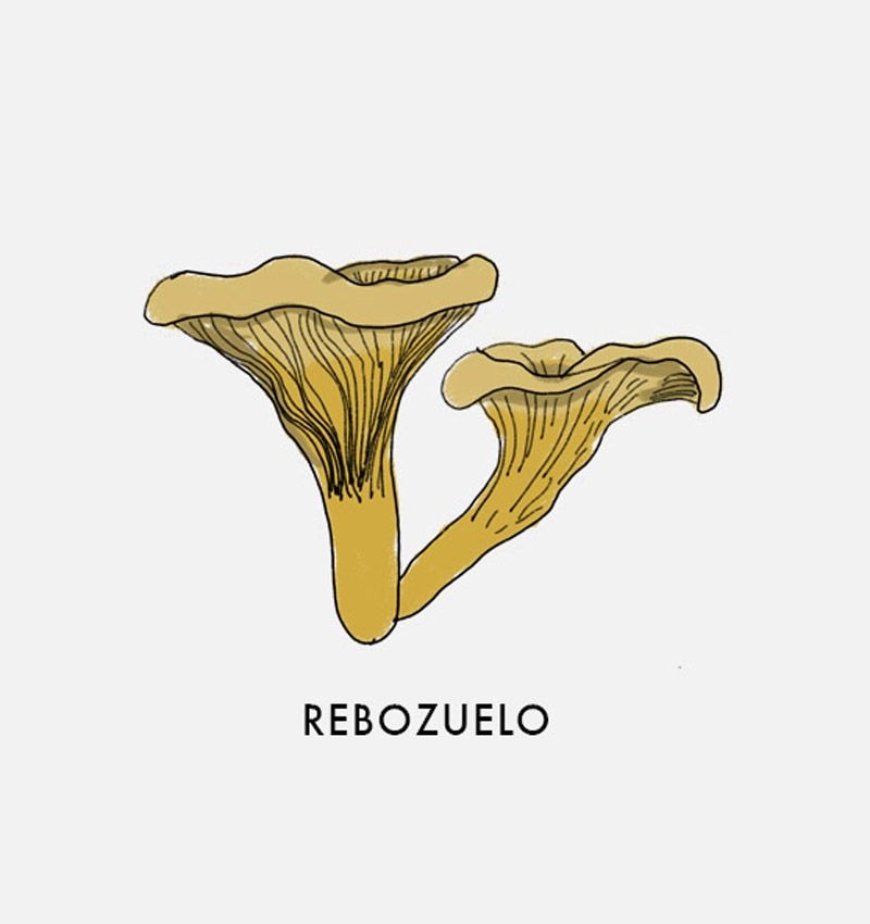 rebozuelo