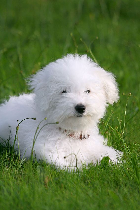 bichon frise