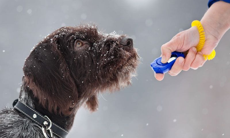 perro clicker invierno