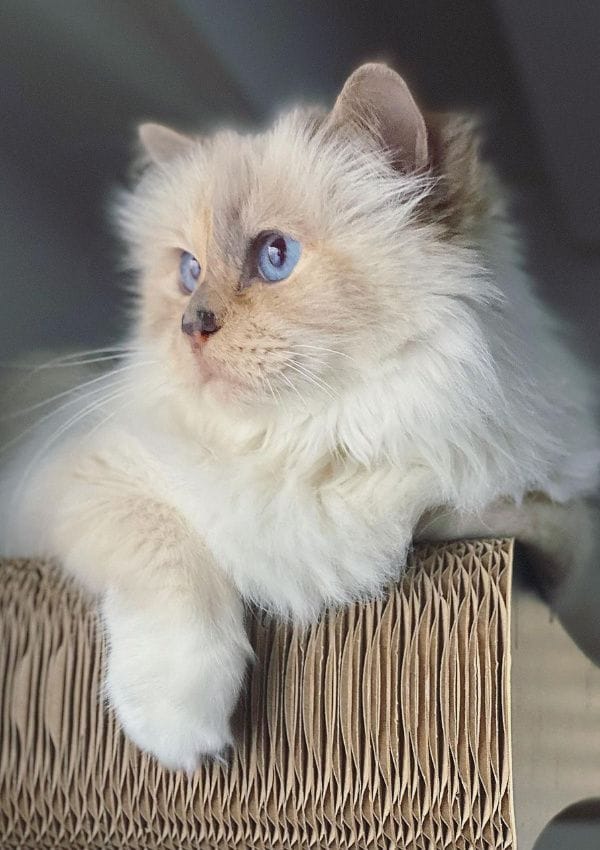 Choupette, la gata de Karl Lagerfeld