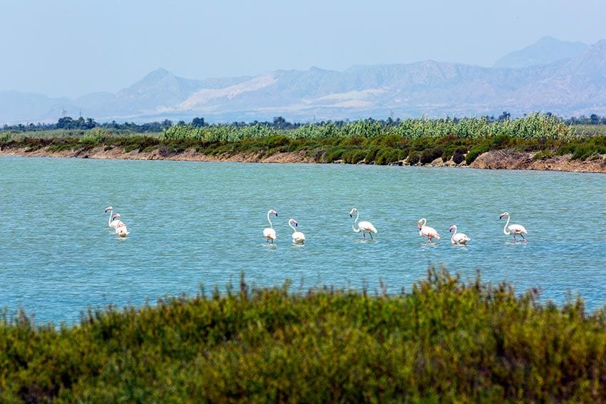 valencia Santa Pola