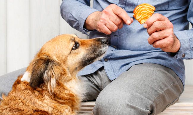 Perro tratando de comer alimentos humanos