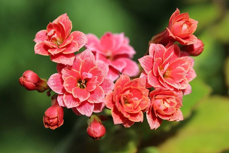 cultivo kalanchoe 3