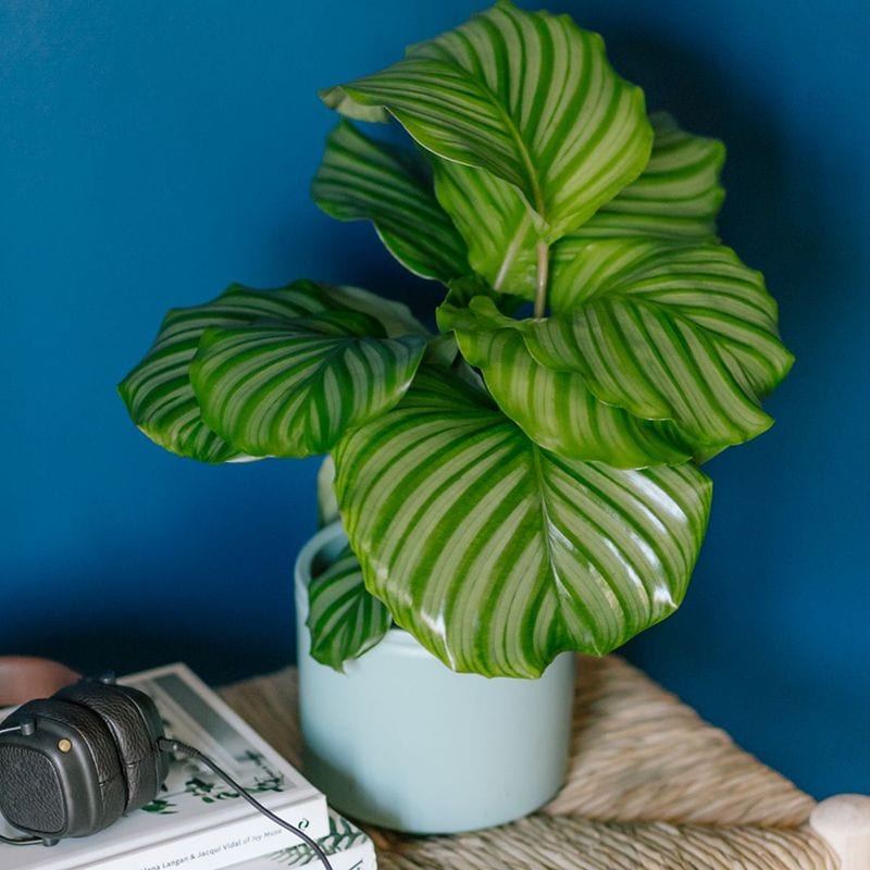 calathea orbifolia 08a