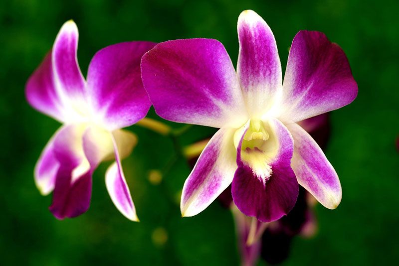 cuidados dendrobium 7