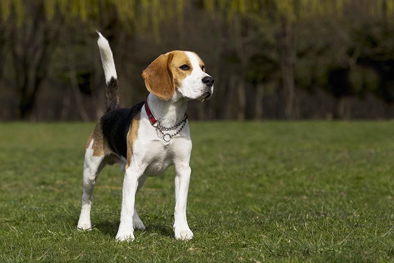 Beagle AdobeStock_110040582