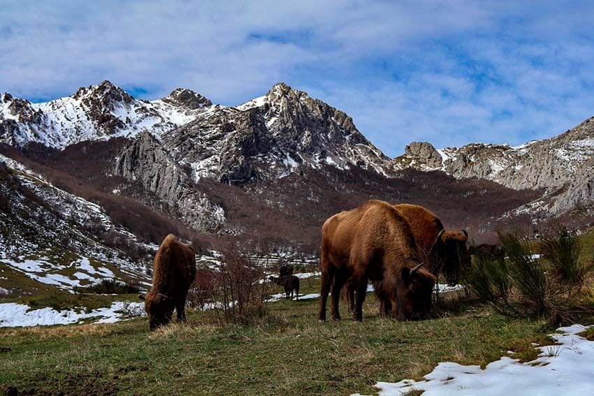 Bisontes en la montaña leonesa cerca de Riaño