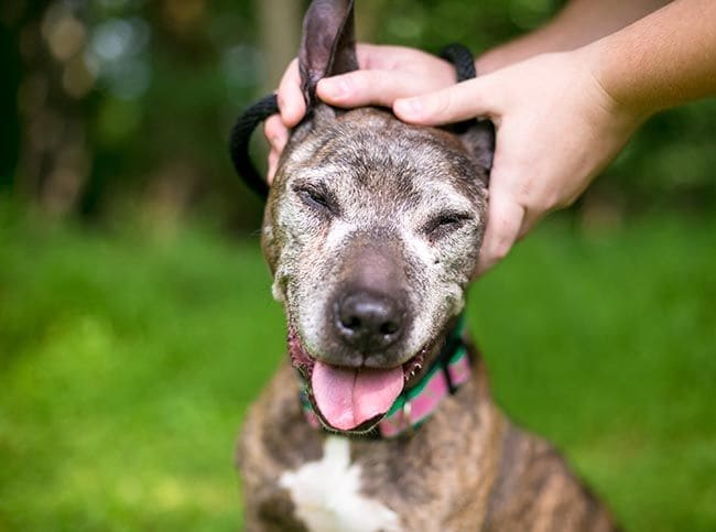 ¿Conoces el método Tellington Ttouch de masaje para perros?