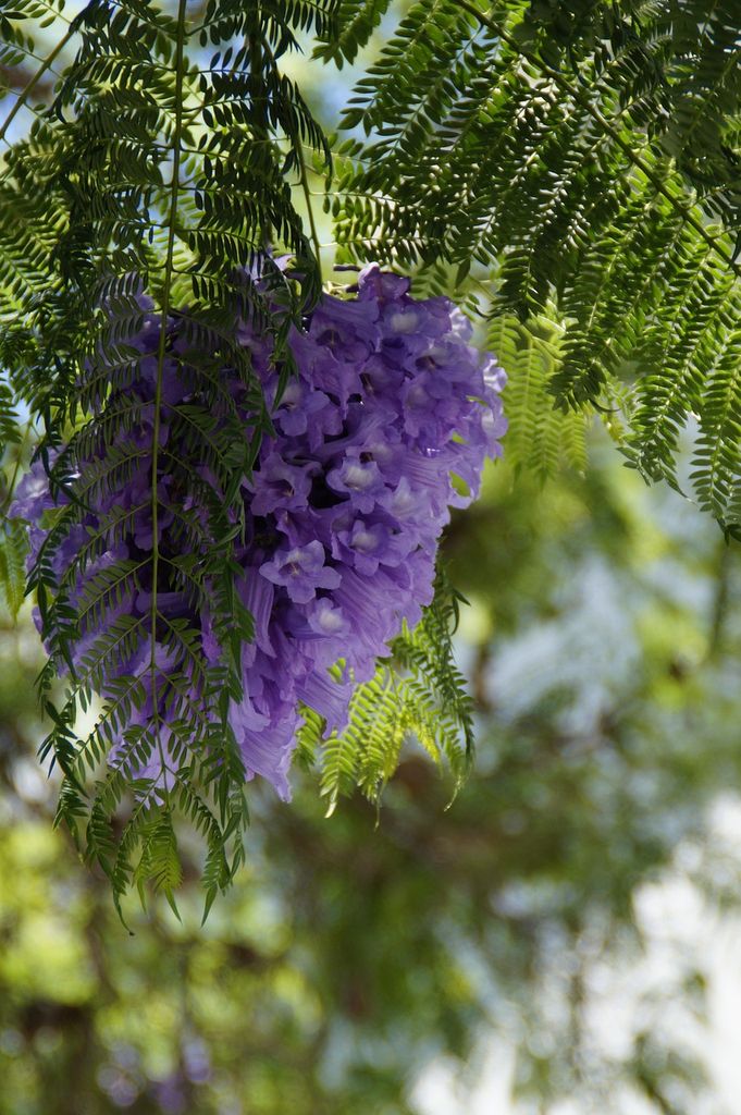 Jacaranda mimosifolia