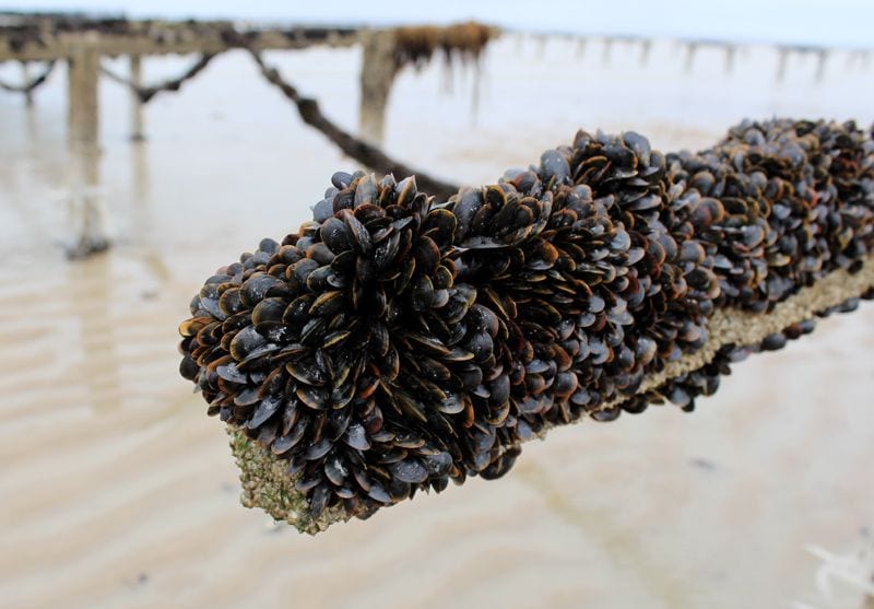 Cultivo de mejillones